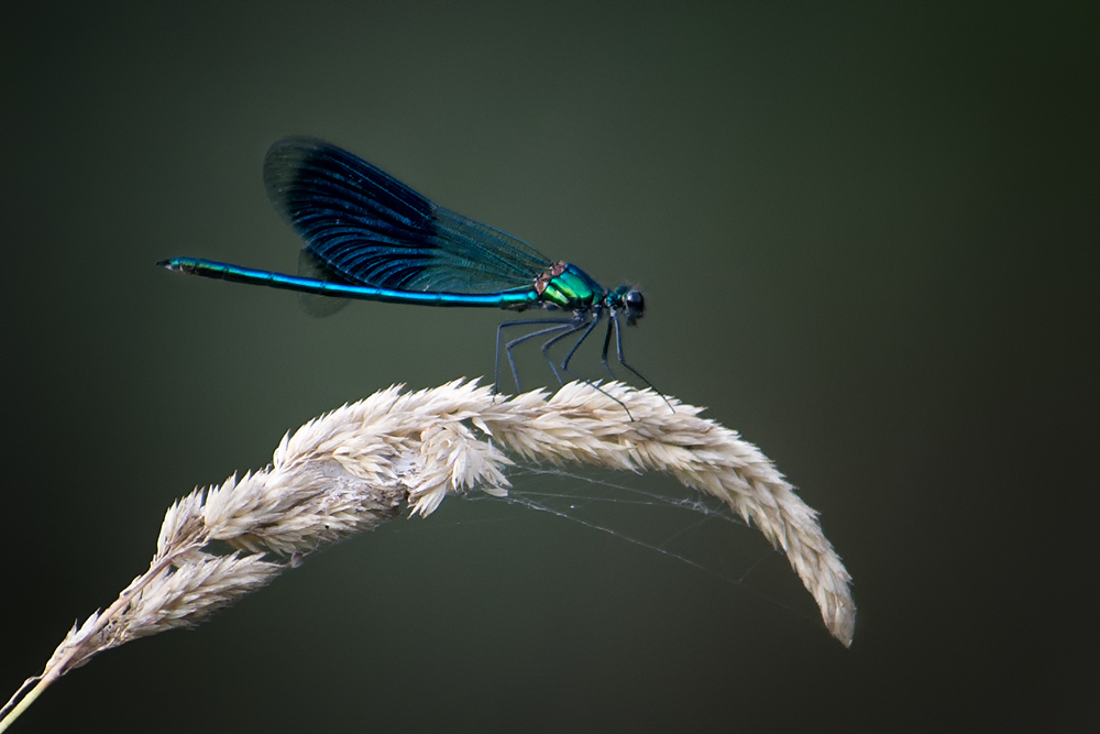 ~Calopteryx splendens~