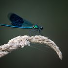 ~Calopteryx splendens~