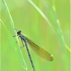 Calopteryx splendens