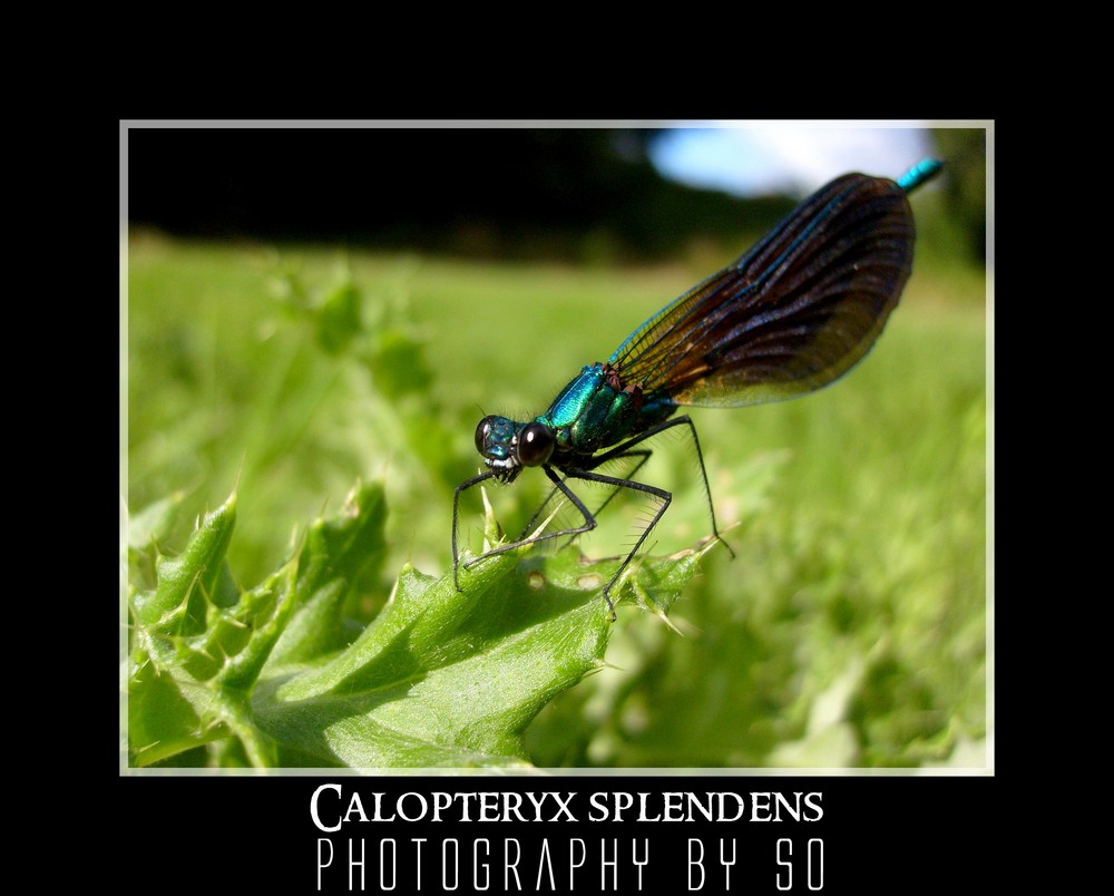 Calopteryx splendens