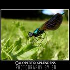 Calopteryx splendens