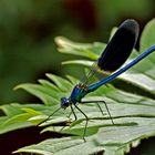 Calopteryx splendens