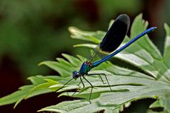 Calopteryx splendens