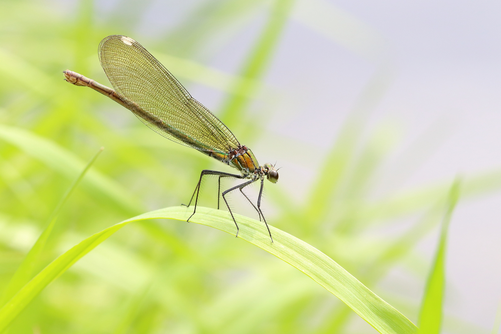 Calopteryx splendens 