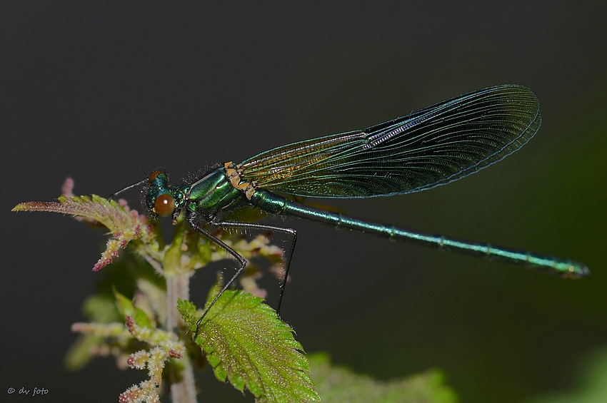 Calopteryx splendens