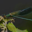 Calopteryx splendens