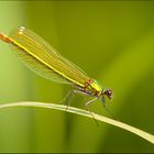 Calopteryx splendens