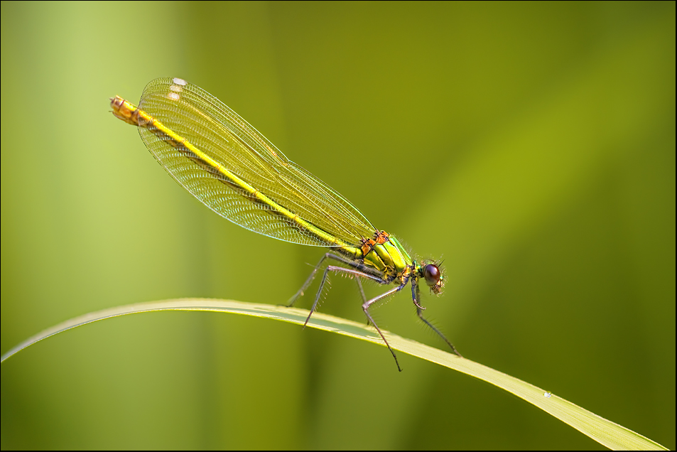 Calopteryx splendens