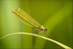 Calopteryx splendens