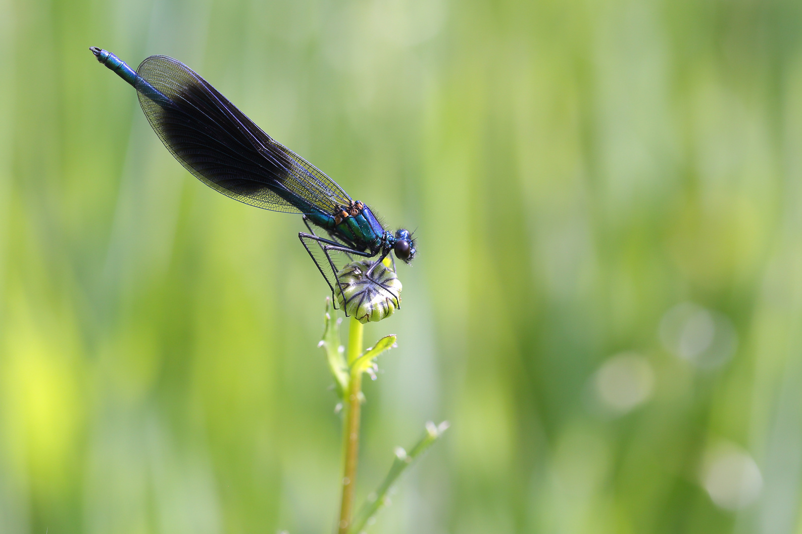 Calopteryx splendens 