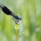 Calopteryx splendens 