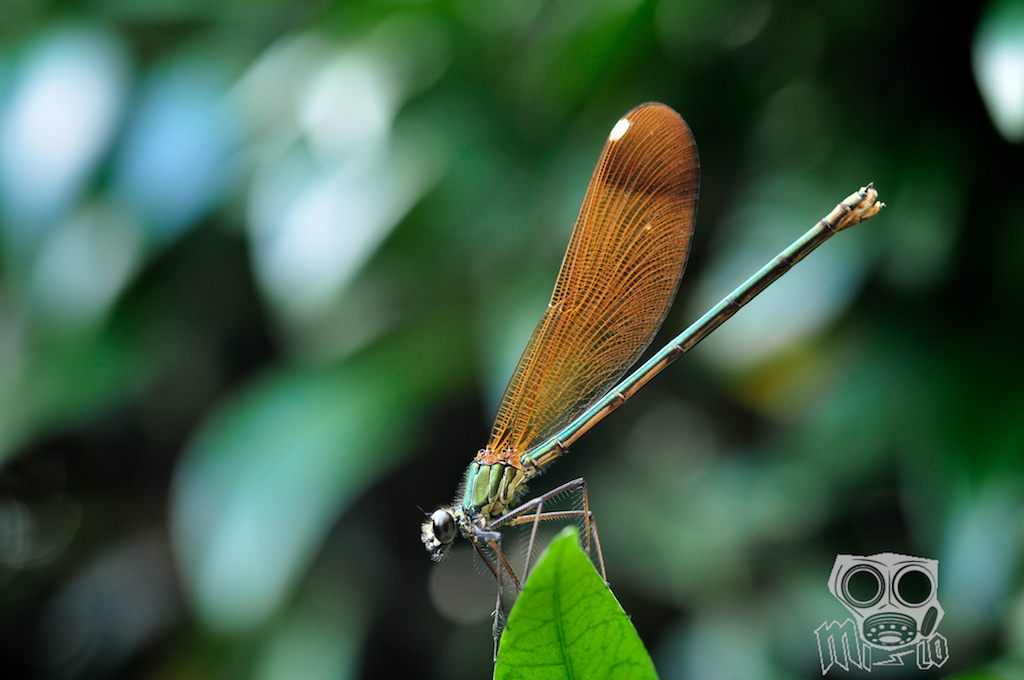 Calopteryx Splendens