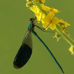 Calopteryx splendens