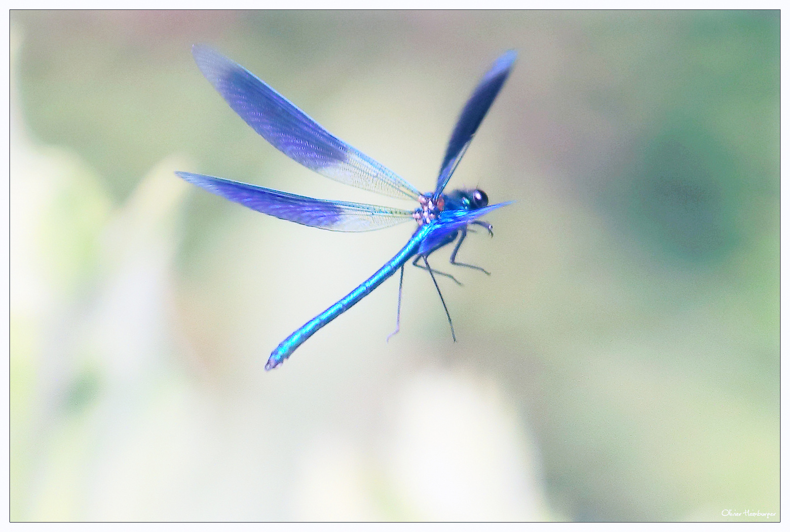 Calopteryx splendens