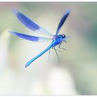 Calopteryx splendens