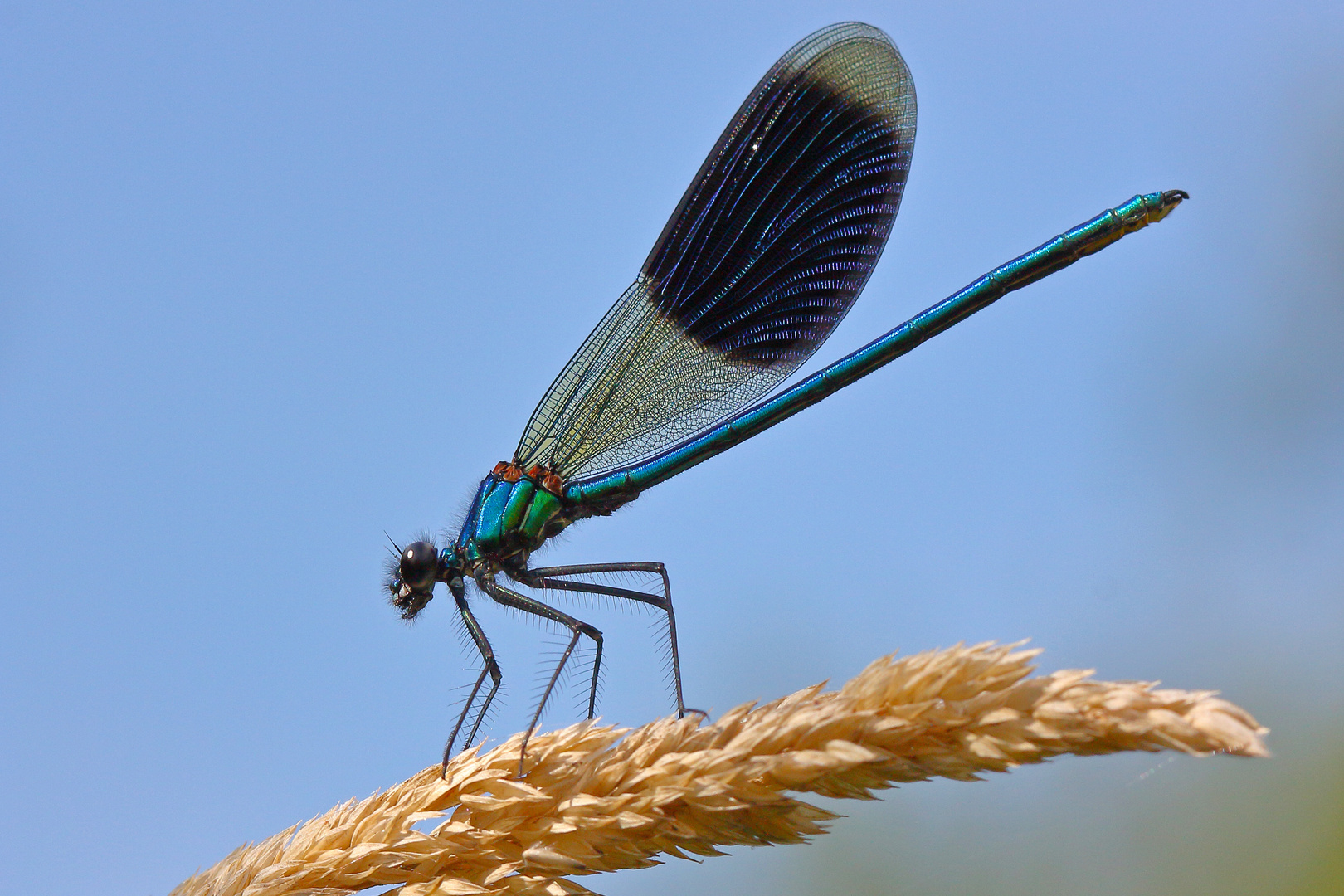 Calopteryx splendens