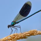 Calopteryx splendens