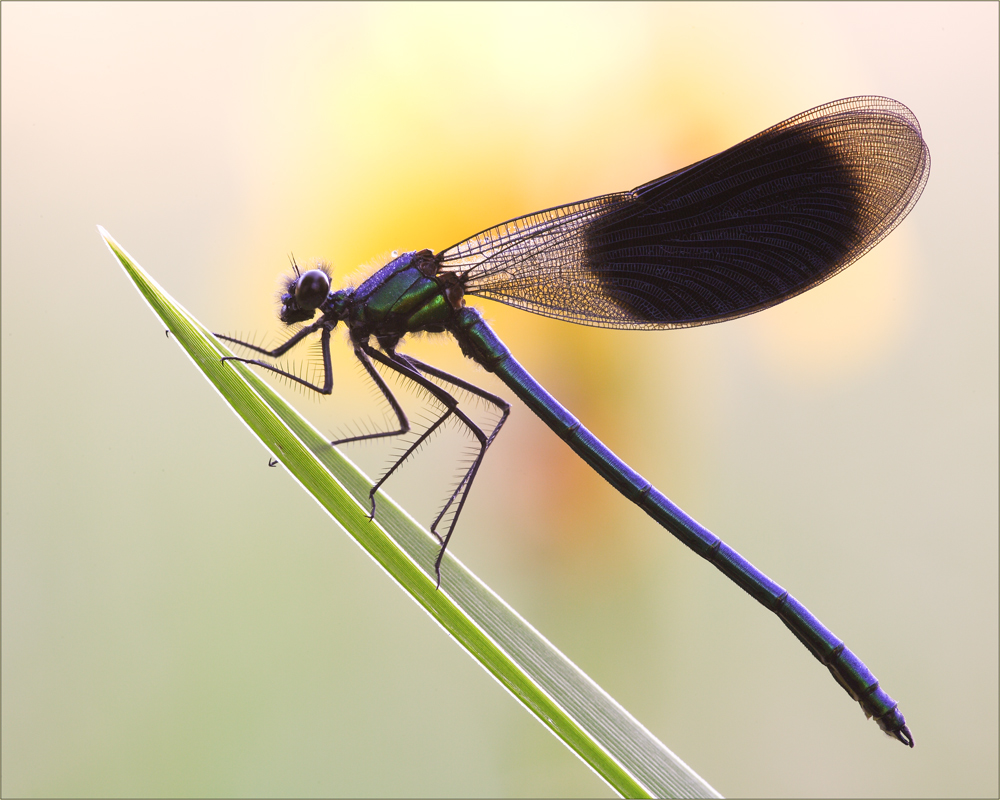 - Calopteryx splendens -