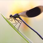 - Calopteryx splendens -