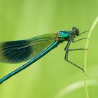 Calopteryx splendens