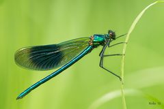 Calopteryx splendens