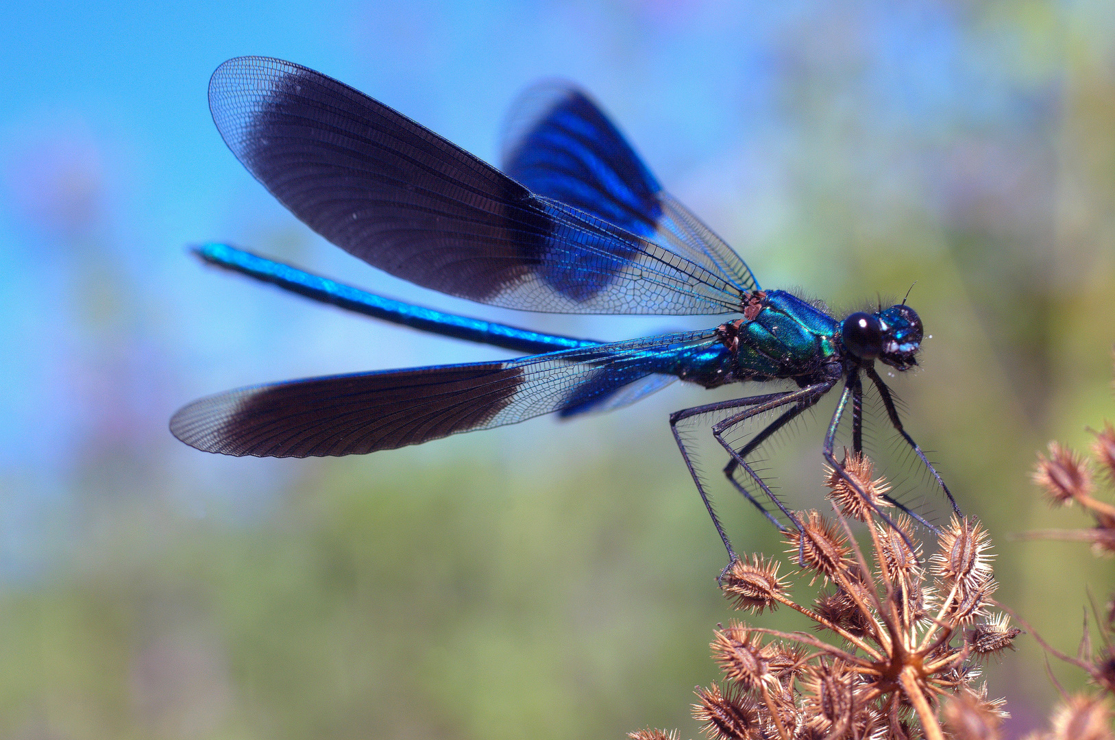 Calopteryx splendens