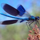 Calopteryx splendens