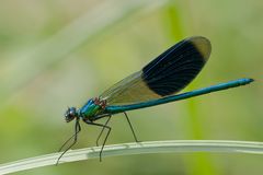 Calopteryx splendens