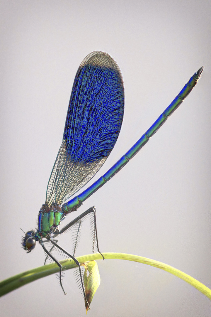 Calopteryx splendens