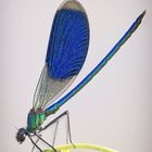 Calopteryx splendens