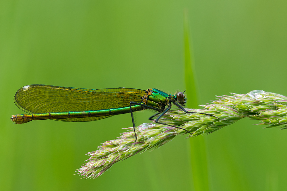 Calopteryx splendens