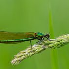 Calopteryx splendens