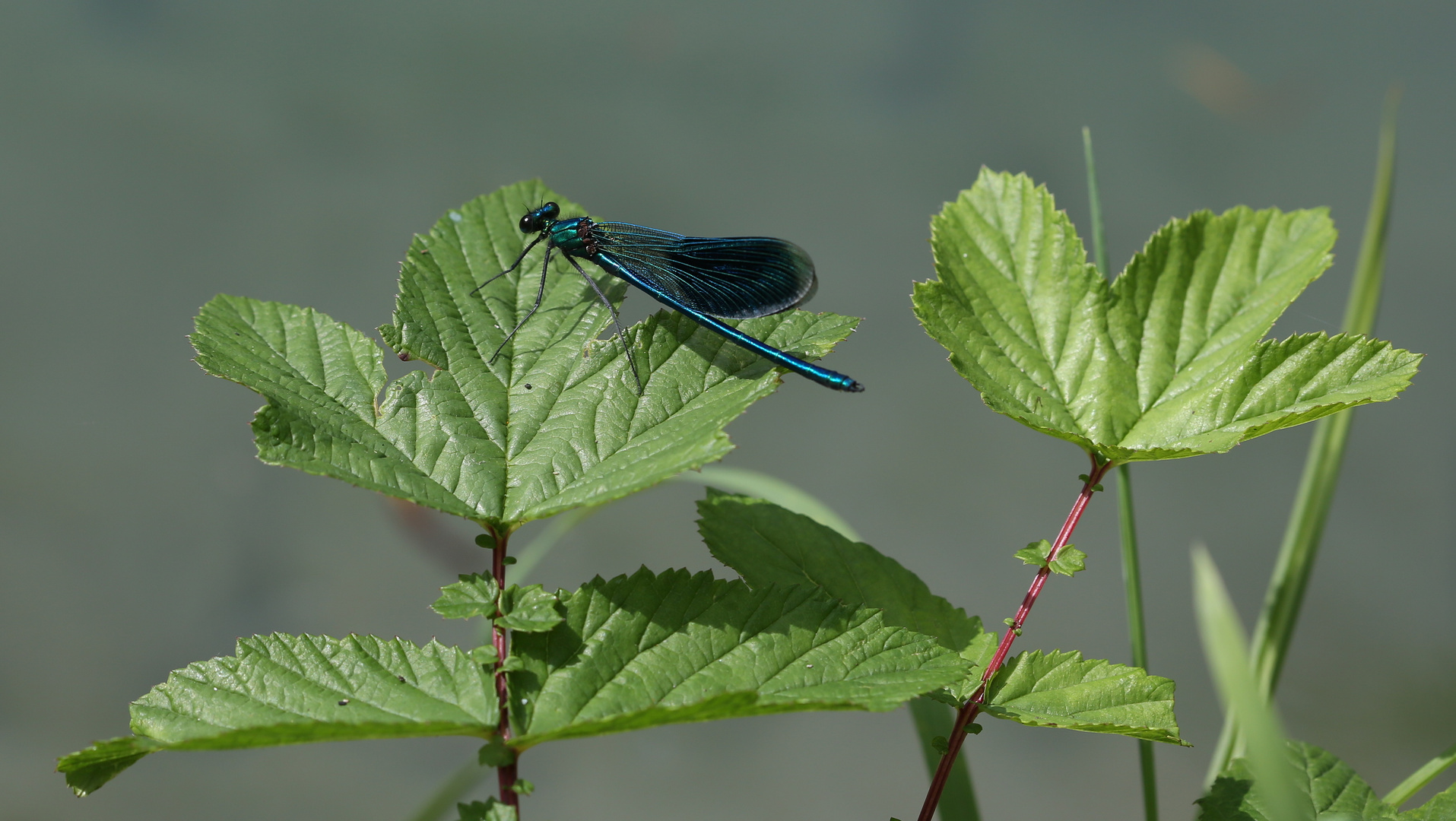 Calopteryx splendens 