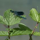 Calopteryx splendens 