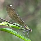 calopteryx splendens