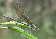 calopteryx splendens