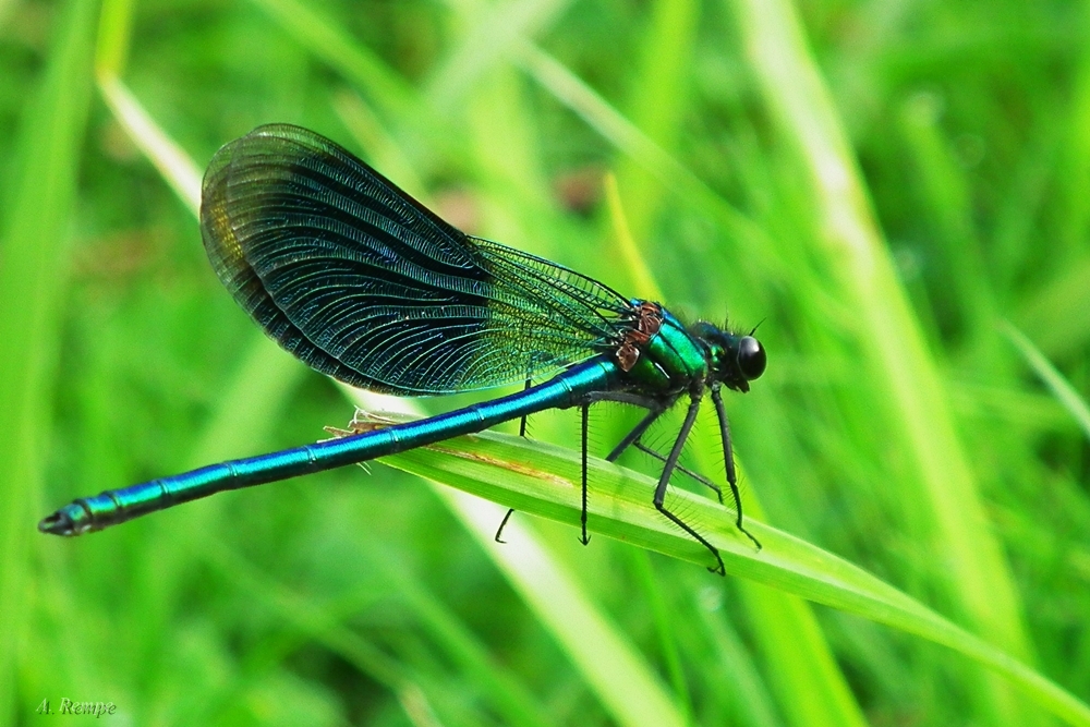 Calopteryx splendens