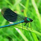 Calopteryx splendens