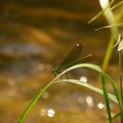 calopteryx splendens