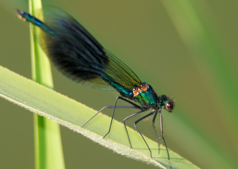 Calopteryx splendens