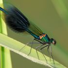 Calopteryx splendens