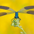 Calopteryx splendens