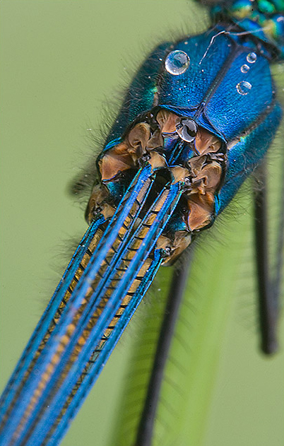 caloptéryx splendens détails