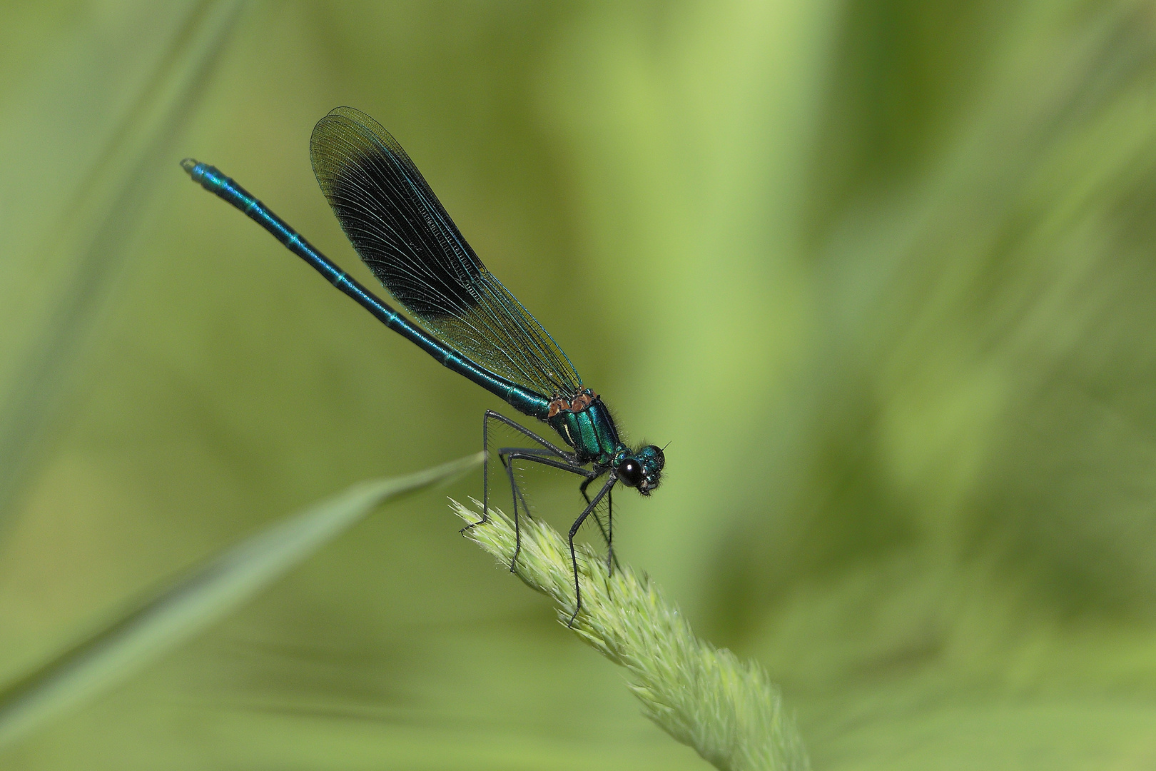 Calopteryx splendens - die Gebänderte Prachtlibelle