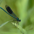 Calopteryx splendens - die Gebänderte Prachtlibelle