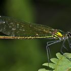 CALOPTERYX SPLENDENS - Die Gebänderte Prachtlibelle, ein Weibchen