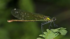 CALOPTERYX SPLENDENS - Die Gebänderte Prachtlibelle, ein Weibchen