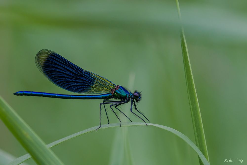 Calopteryx splendens