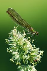 Calopteryx splendens