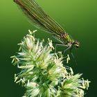 Calopteryx splendens